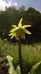 Eucomis bicolor