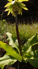 Eucomis bicolor
