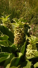 Eucomis