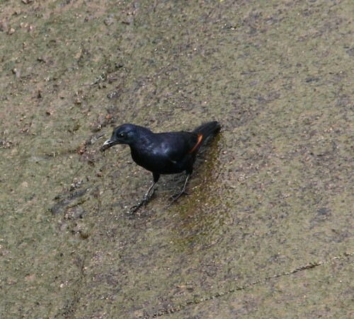 Neumann's Starling (Onychognathus neumanni), photo 2