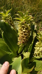 Eucomis
