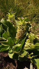 Eucomis
