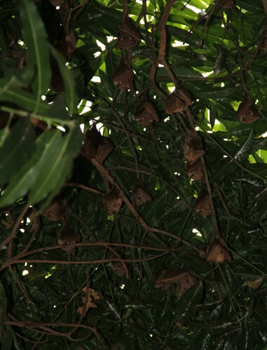 Gambian Epauletted Fruit Bat
