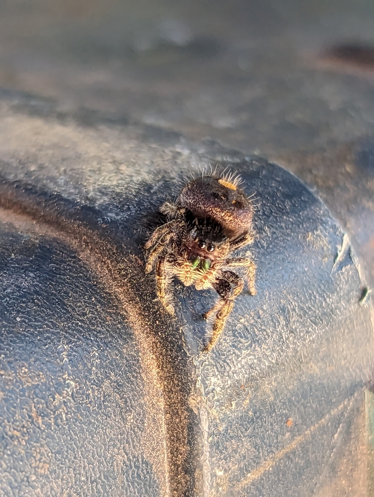 Bold Jumping Spider from Colorado Springs, CO 80917, USA on June 28 ...