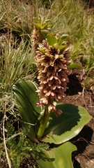 Eucomis humilis