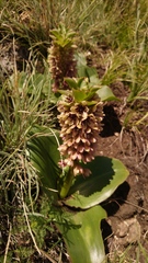 Eucomis humilis