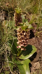 Eucomis humilis