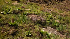 Eucomis humilis