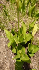 Ornithogalum regale