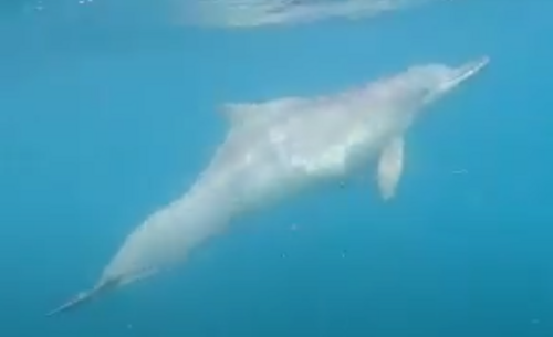 Indian Humpback Dolphin