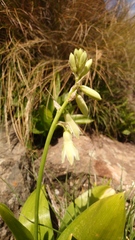 Ornithogalum regale