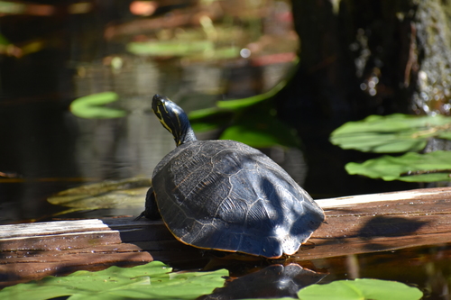 Coastal Plain Cooter