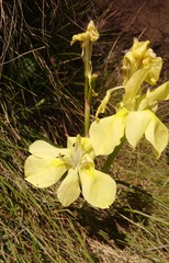 Moraea alticola