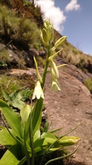 Ornithogalum regale