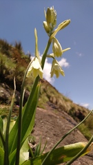 Ornithogalum regale