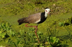 Vanellus crassirostris