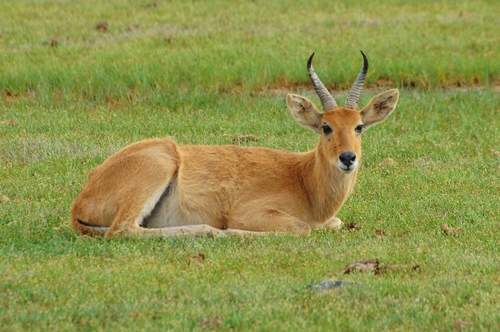 Bohor Reedbuck