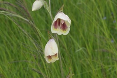 Gladiolus papilio