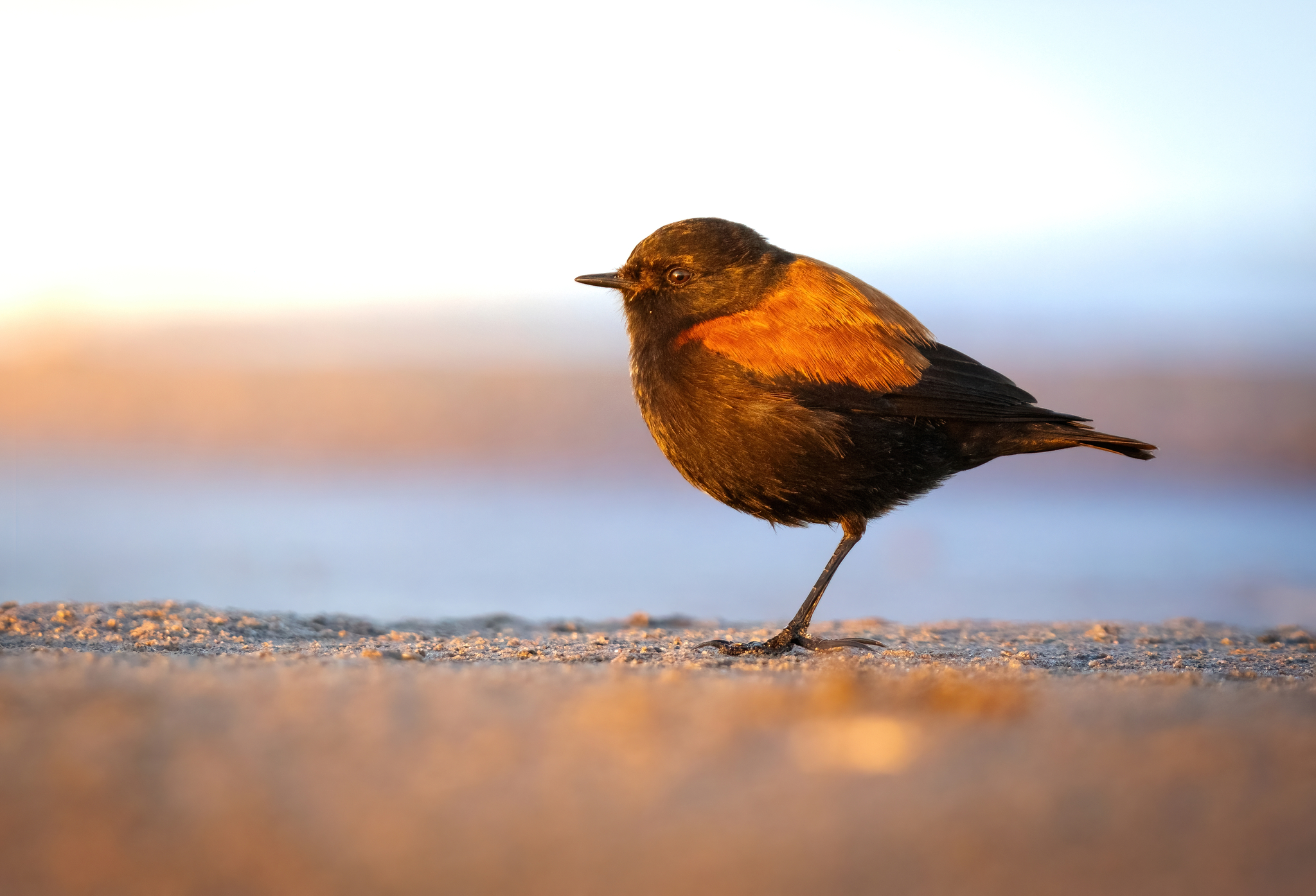 Austral Negrito (Lessonia rufa)