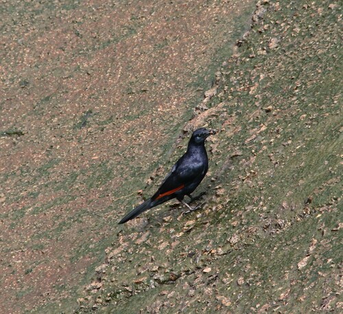 Neumann's Starling (Onychognathus neumanni), photo 3