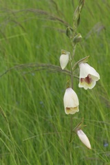 Gladiolus papilio