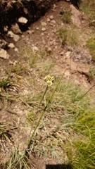Moraea trifida