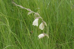 Gladiolus papilio