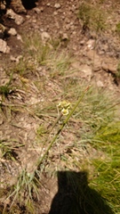 Moraea trifida
