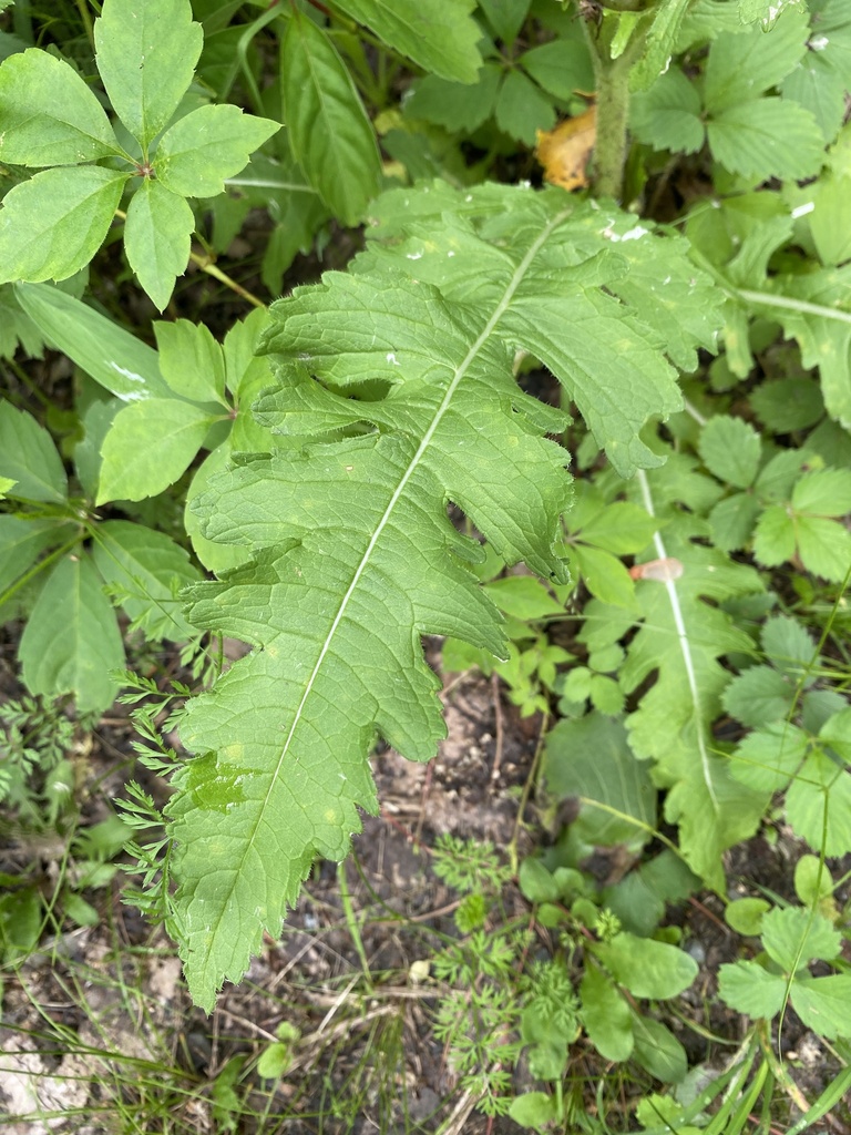 cutleaf teasel from Saratoga Springs, NY, US on June 28, 2023 at 06:33 ...