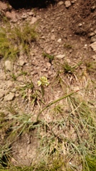 Moraea trifida