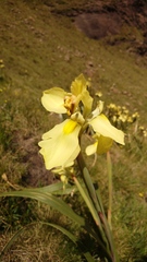 Moraea alticola
