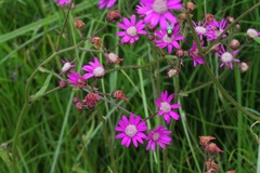 Senecio polyodon subglaber