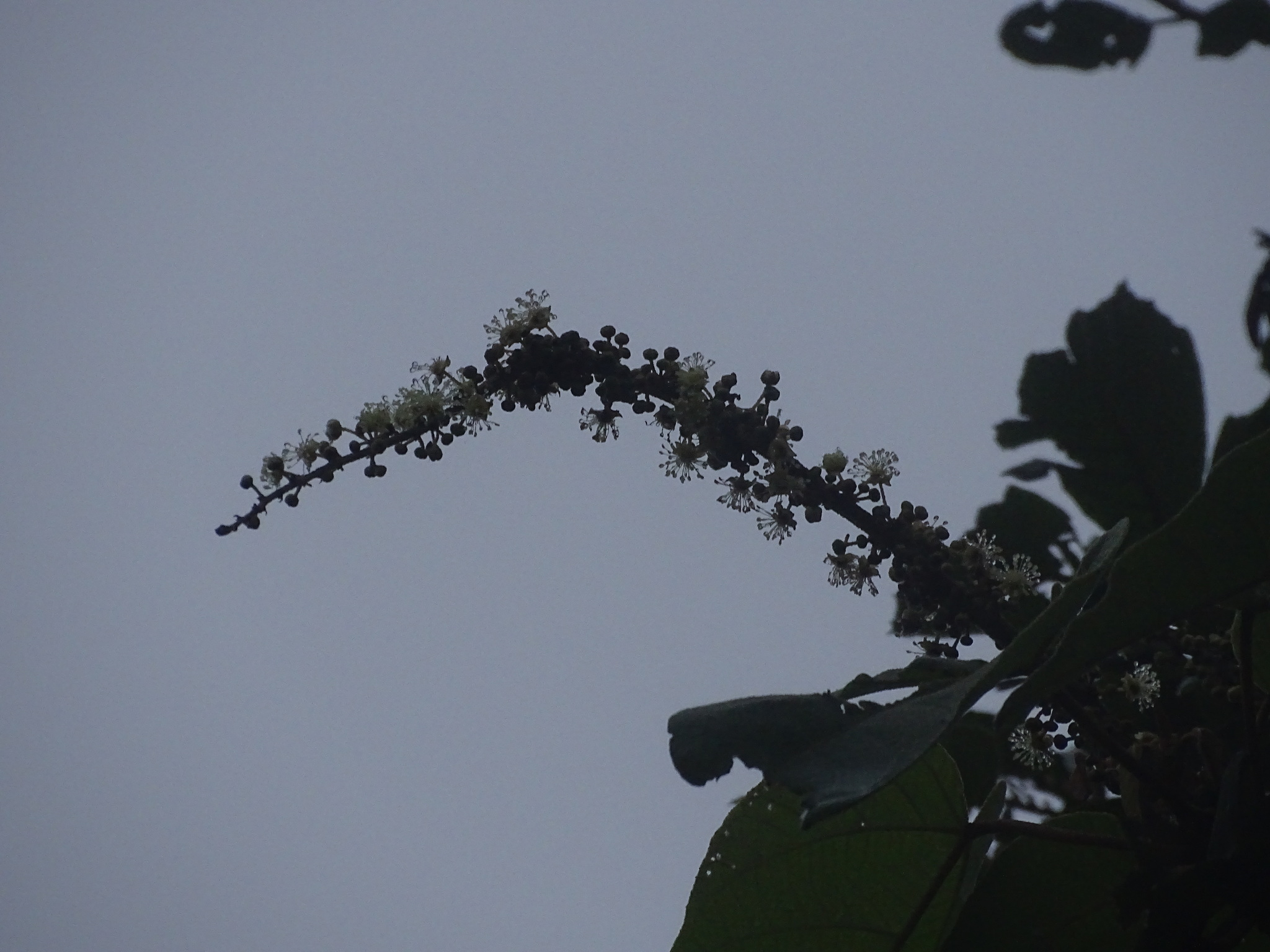 Croton urucurana