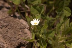 Stellaria bungeana