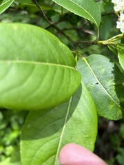 Viburnum cassinoides image