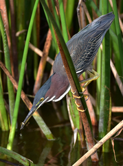 Butorides virescens image