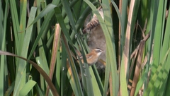 Acrocephalus melanopogon