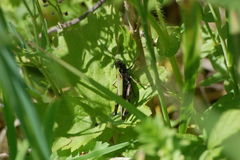 Omocestus
