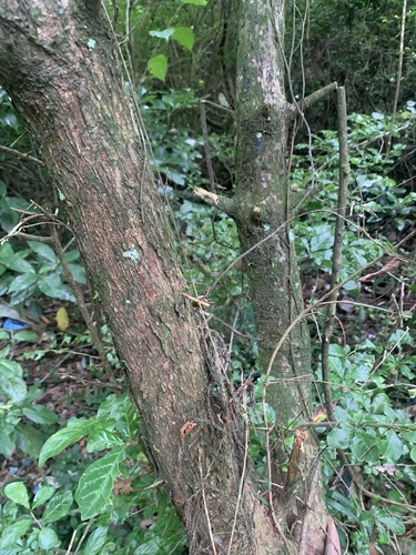 Cephalotaxus harringtonia