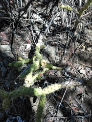 Opuntia pumila