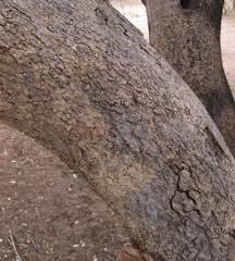Elaeodendron transvaalense image