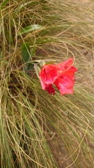 Gladiolus flanaganii