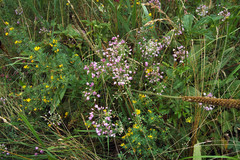 Allium rubens