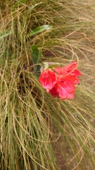 Gladiolus flanaganii