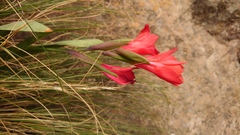 Gladiolus flanaganii