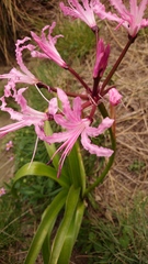 Nerine bowdenii