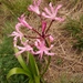 Cornish Lily - Photo (c) Casper van Zyl, some rights reserved (CC BY-NC), uploaded by Casper van Zyl