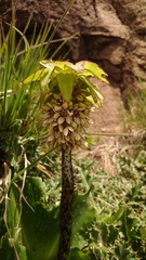 Eucomis bicolor