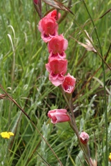 Gladiolus densiflorus