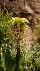Eucomis bicolor